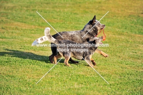 two Australian cattle dogs playing on grass