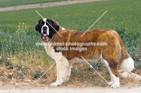 Saint Bernard standing near a field, side view