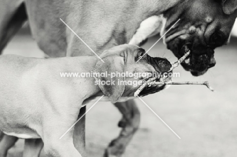 Boxers playing with twig