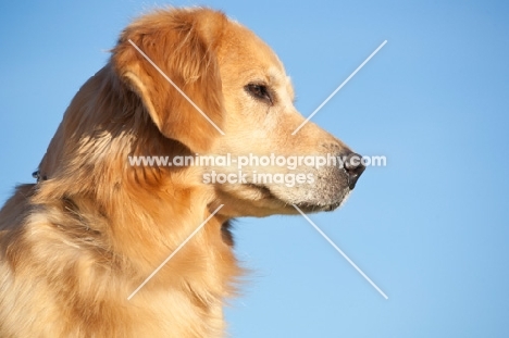 Golden Retriever profile