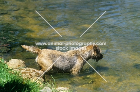 am ch dickendall's heart breaker going for a swim