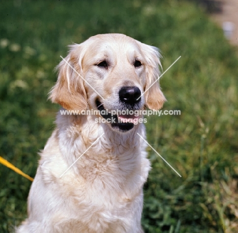 golden retriever head study