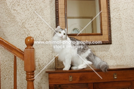 American Curl sitting on drawers