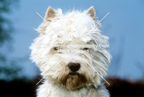 west highland white terrier portrait