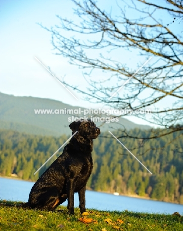 black lab sitting near lake