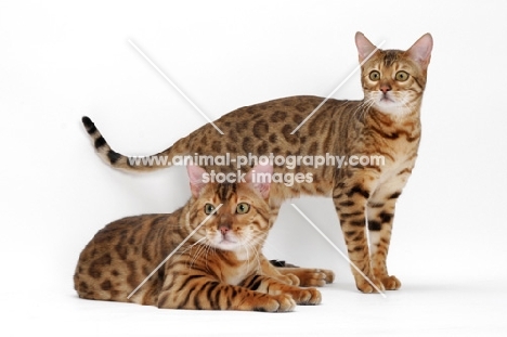 two Bengals, one lying, one standing