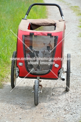 Bull Terrier puppies in buggy