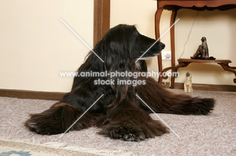 black Afghan Hound lying on floor