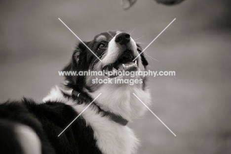 black tri colour australian shepherd puppy smiling