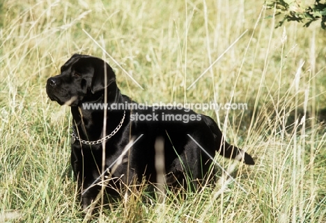 black labrador in long grass