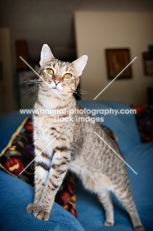 cat standing on couch