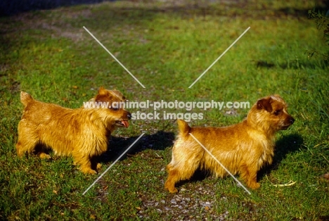 ger ch allright belle starr and allright chilcotin girl, two norfolk terriers standing on grass 