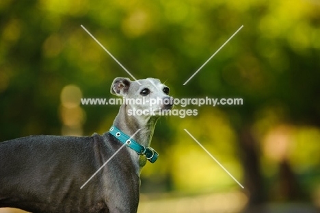 Italian Greyhound