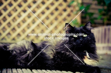 long-haired cat lying on decking