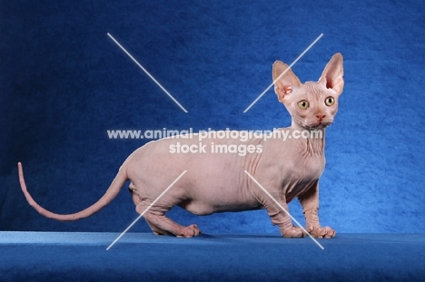 bambino standing on blue background