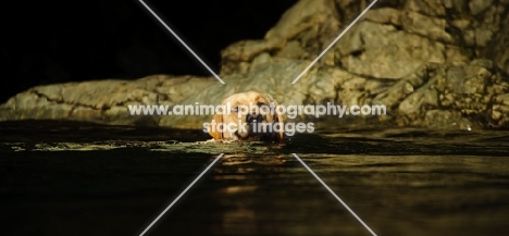 cream Labrador Retriever swimming