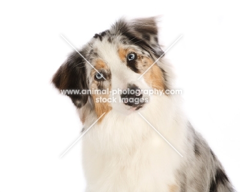 Australian Shepherd Dog