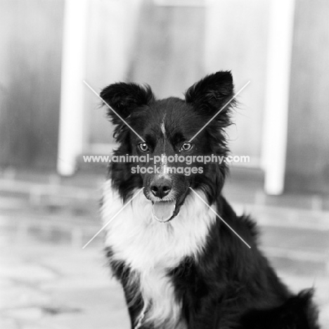 young border collie staring