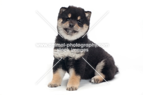 Shiba Inu puppy, black and tan colour, in studio