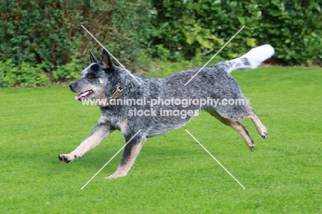 running Australian Cattle Dog