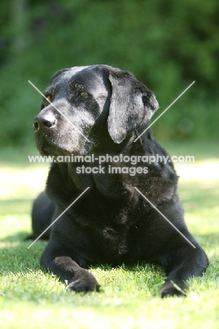 black Labrador lying down on grass