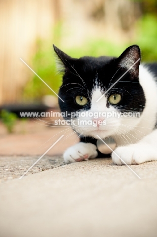 black and white non pedigree cat lying down