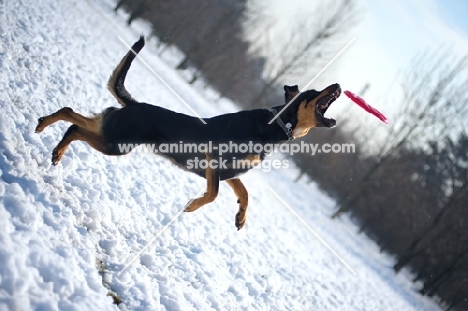 black and tan mongrel dog jumping to catch frisbee in the air, snowy environment