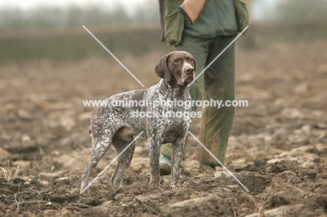 German Shorthaired Pointer in field with man