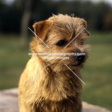 nanfan candystripe, norfolk terrier head portrait