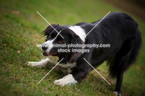 Border Collie crouching