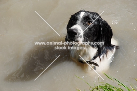 english springer in water