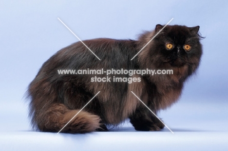 black Persian, side view