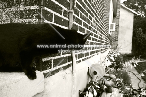 black cat peering around house