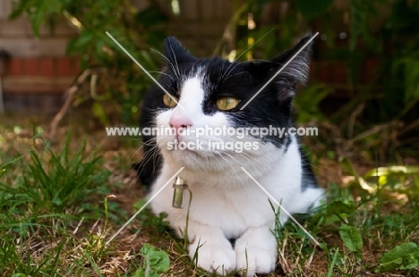 bi-coloured short haired cat lying down in garden