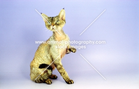 Devon Rex, silver tortie tabby