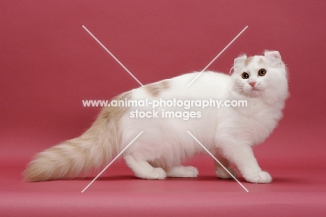 Cream Silver Mackerel Tabby & White, American Curl Longhair