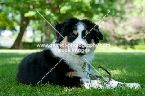 4 month australian shepherd dog with stick