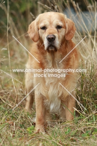 Golden Retriever, front view