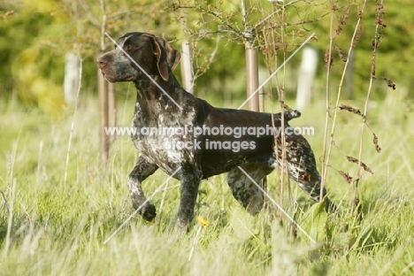 German Shorthaired Pointer