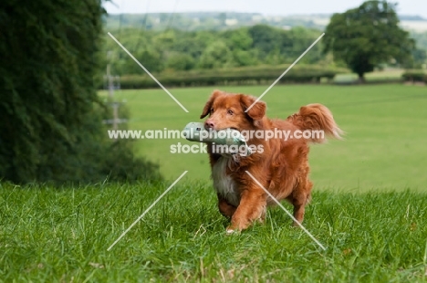 Nova Scotia Duck Tolling Retriever retrieving in field