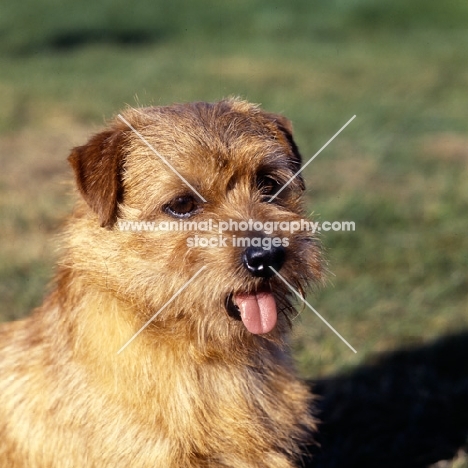 int/nord ch cracknor capricorn,   norfolk terrier head portrait