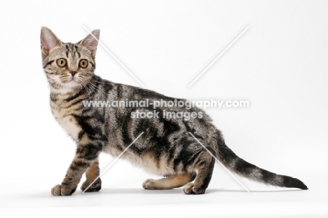 Brown Classic Tabby American Shorthair, side view