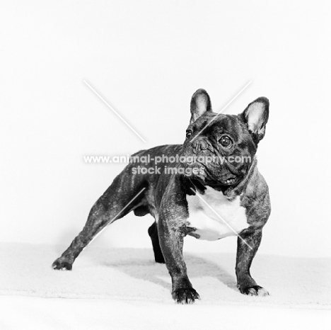 french bulldog in studio