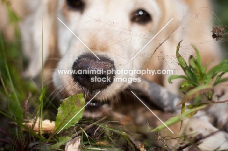 Golden Retriever smelling leaf