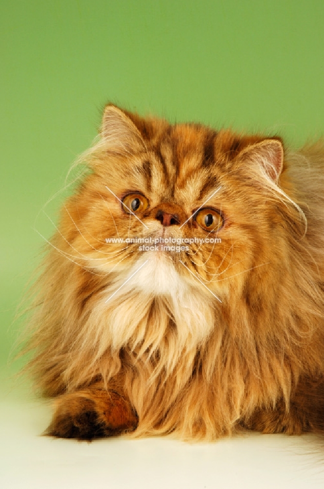 chocolate tortie tabby persian cat