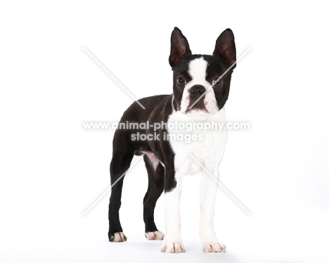 Boston Terrier standing on white background