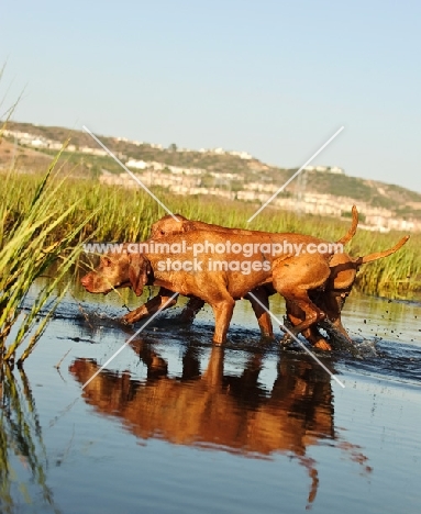 two Hungarian Vizsla (shorthair) dogs walking in water