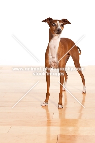 red and white Italian Greyhound standing on wooden floor