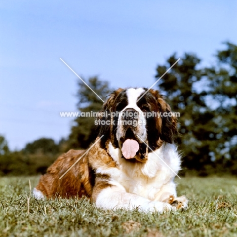 low angle shot of st bernard lying