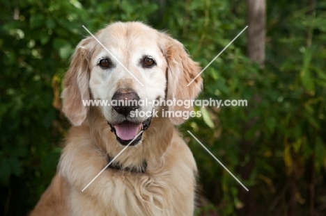 Head shot of older Golden Retriever with greenery background.